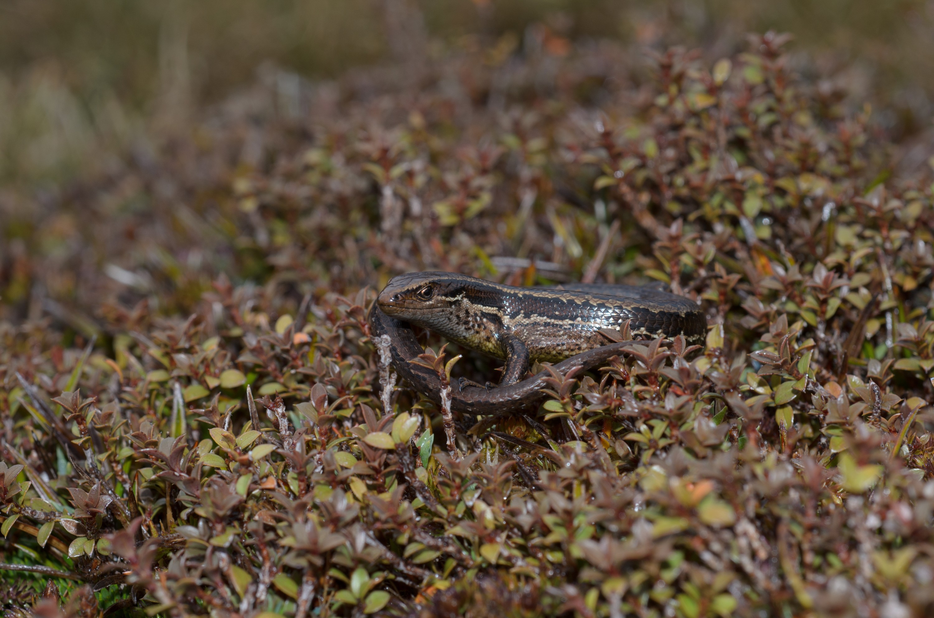 DSC_3058 – Adventure, Crispin, Island, March 2017, National Park, New, New Zealand, Oligosoma notosaurus, Rakiura, South, Stewart, Zealand, southern skink